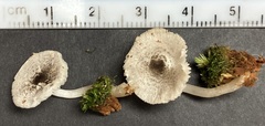 Lepiota phaeosticta