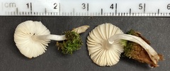 Lepiota phaeosticta
