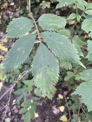 Sambucus