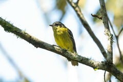 Phyllomyias cinereiceps