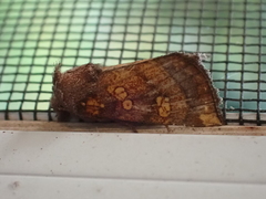Papaipema impecuniosa