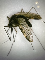 Anopheles punctipennis