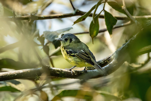 Ashy-headed Tyrannulet