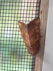 Papaipema impecuniosa