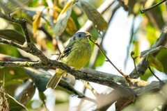 Phyllomyias cinereiceps