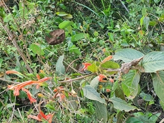 Acanthoideae