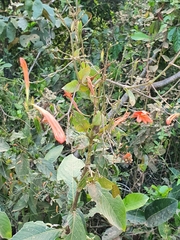 Acanthoideae