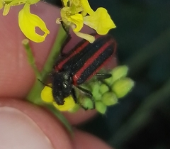 Astylus quadrilineatus