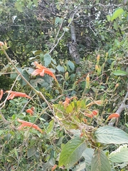 Acanthoideae