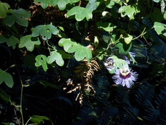 Passiflora amethystina