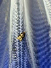 Platynota exasperatana