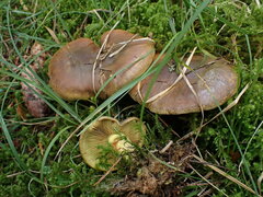 Cortinarius atrovirens