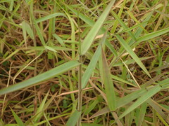 Melinis minutiflora