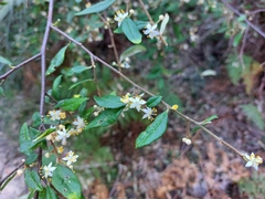 Asterolasia correifolia