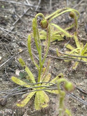 Drosera zeyheri