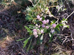 Eriostemon australasius