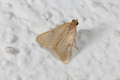 Maradana fuscolimbalis