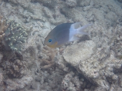 Acanthochromis polyacanthus