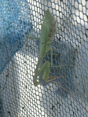 Stagmomantis carolina