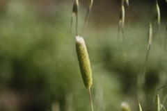 Phalaris paradoxa