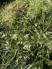 Bidens bipinnata