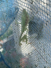 Stagmomantis carolina