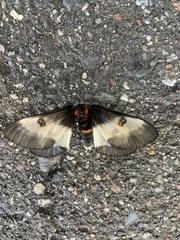 Hemileuca nevadensis