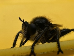 Laphria partitor