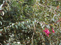 Fuchsia regia
