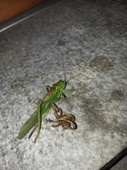 Gordiidae