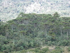 Araucaria angustifolia