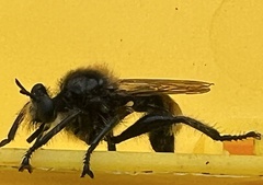 Laphria partitor