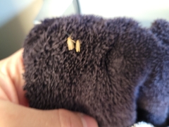 Tineola bisselliella