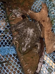 Lithobates clamitans