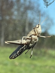 Schistocerca damnifica