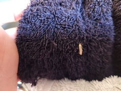 Tineola bisselliella