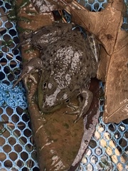 Lithobates clamitans