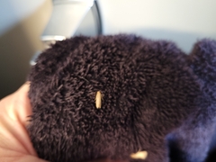 Tineola bisselliella