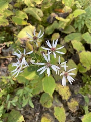 Eurybia