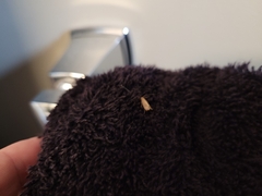 Tineola bisselliella