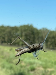 Schistocerca damnifica