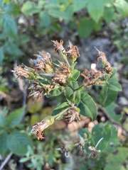 Eurybia