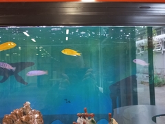 Labidochromis caeruleus