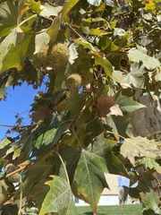 Platanus