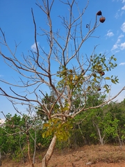 Hura polyandra