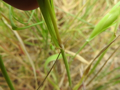 Phalaris paradoxa