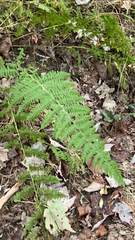 Dennstaedtia punctilobula