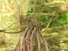 Phalaris paradoxa