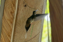 Phaethornis anthophilus anthophilus