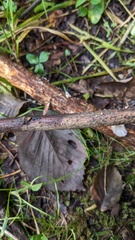 Ascomycota